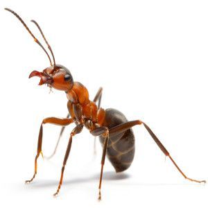 las hormigas y su comportamiento