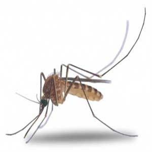 Porqué pican las picaduras de mosquitos