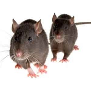 indicios de ratas y ratones en casa