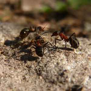 como eliminar hormigas con cebo