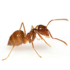 como eliminar hormigas en casa