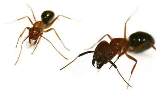 acabar con las hormigas