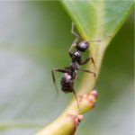 como alejar las hormigas de las plantas 