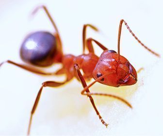 Como eliminar las hormigas coloradas 