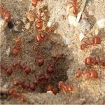 nido hormigas rojas