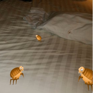 Como eliminar las pulgas de la cama