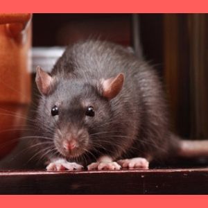 Como Eliminar las Ratas de mi casa con remedios caseros