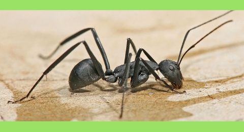 como matar y ahuyentar hormigas negras