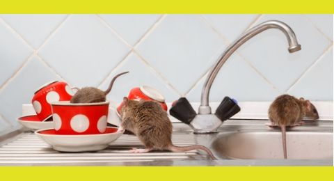 exterminadores de ratas y ratones