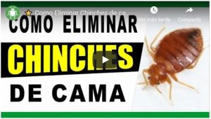 video eliminar chinches