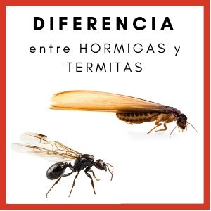 Diferencia entre Hormiga y Termita