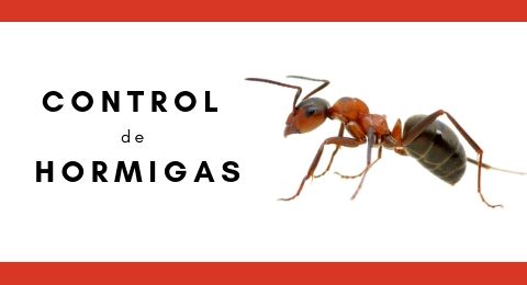 control de hormigas