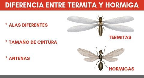 3 principales diferencias entre Hormigas y Termitas 