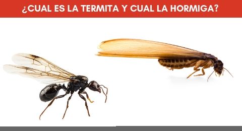Cuál es la hormiga y cual es la termita
