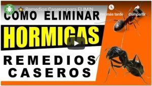 Vídeo eliminar hormigas