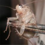 foto de una cucaracha blanca