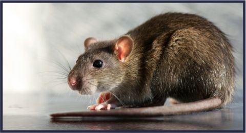 diferencia de rata y raton