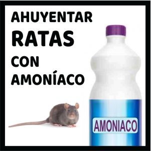 ahuyentar ratas con amoniaco