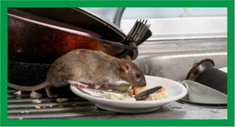 atraccion de ratas por comida