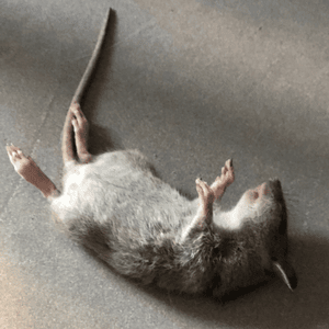 Como eliminar ratas sin veneno