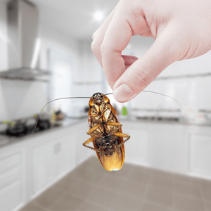 opciones naturales plagas cucarachas cocina