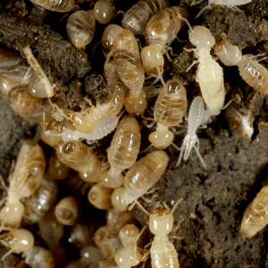 5 principales signos para identificar una infestación de termitas en tu hogar