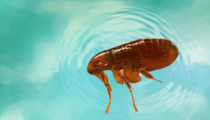 las pulgas mueren con el agua