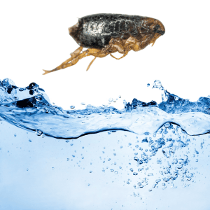 las pulgas se mueren con el agua