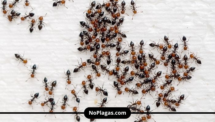 Terminar con las Hormigas en Casa